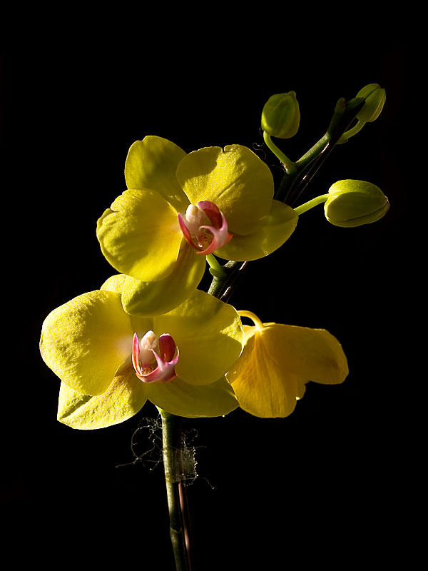 Hoa Hoang Lan