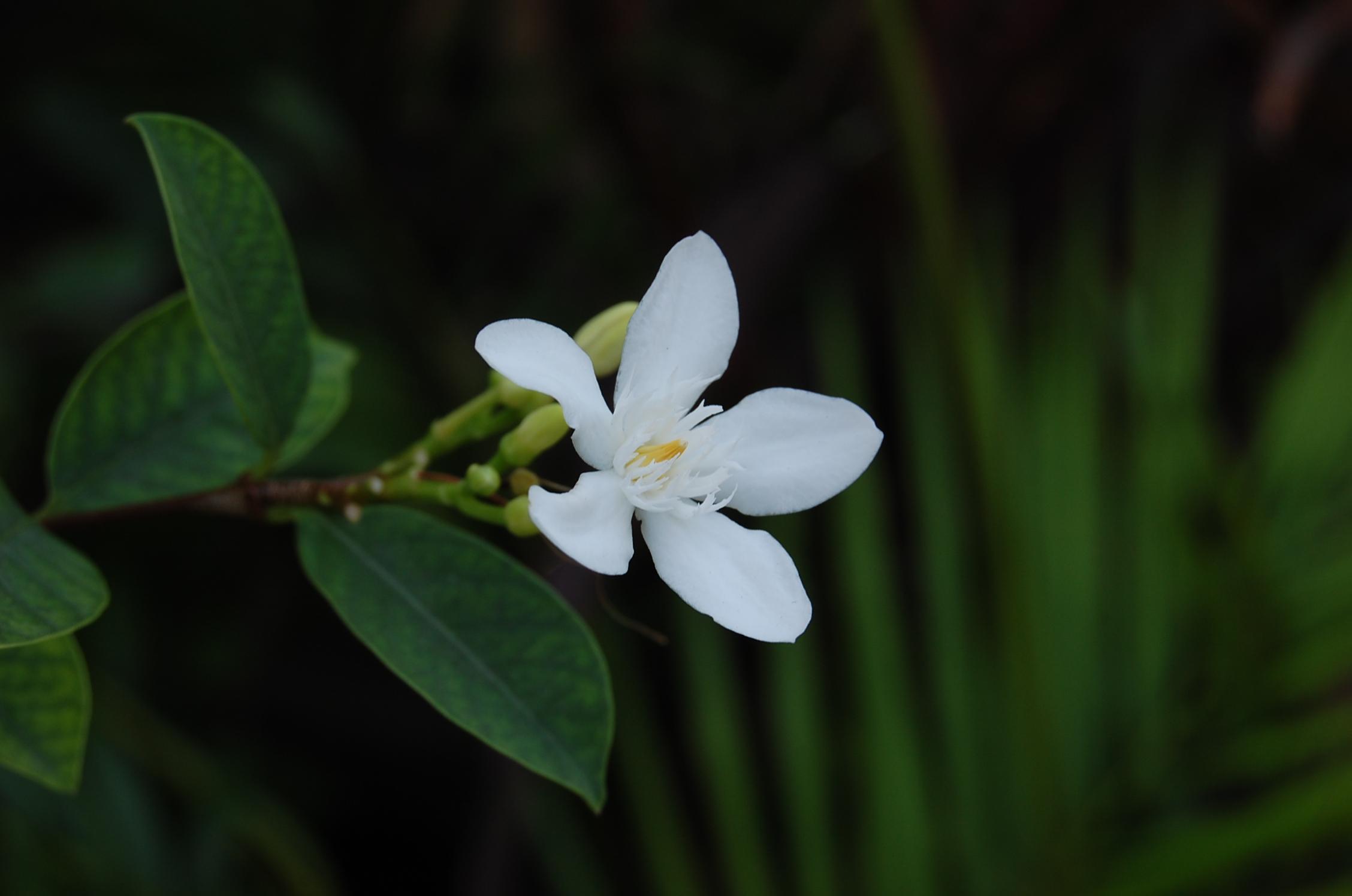 hoa_chanh_7906.jpg