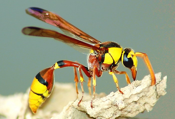 http://www.vnphoto.net/data/p5/tovo_6226.jpg