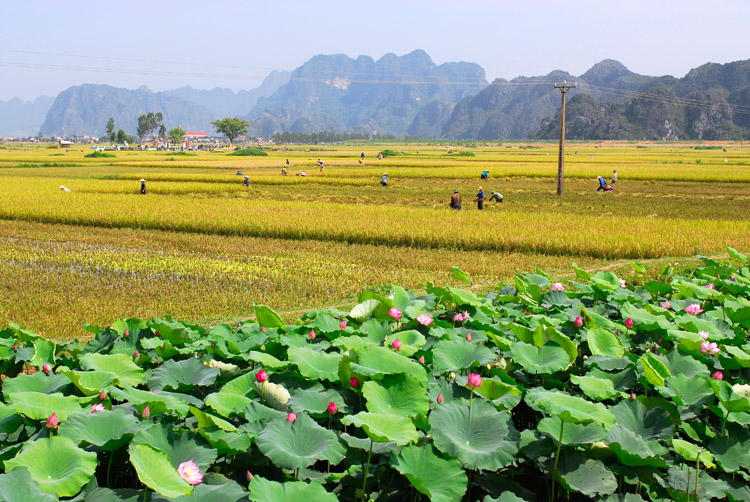 Ảnh đẹp phong cảnh Ninh Bình Việt Nam