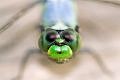 Macro Test Canon F100mm 2.8