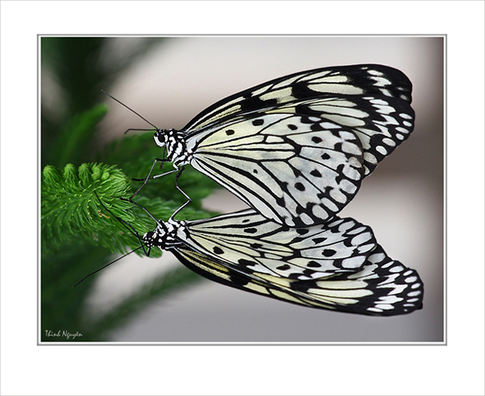 43865_a_pair_6436.jpg