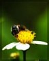 macro