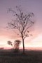 Landscapes