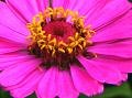 Macro