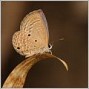 Macro